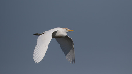 Cattle egret, Bubulcus ibis, single bird in flight, Majorca, June 2015の写真素材