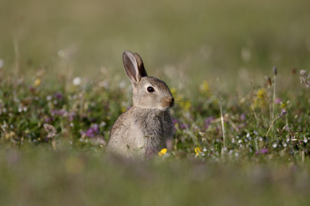 Rabbit, Oryctolagus cuniculus, single mammal on grass, Mull, Scotland, July 2015のeditorial素材