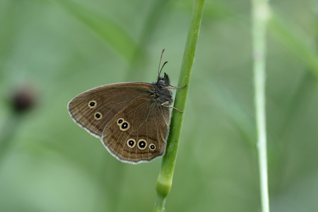 Ringlet Butterfly, Aphantopus hyperantus, single insect on grass, Warwickshire, July 2015の写真素材