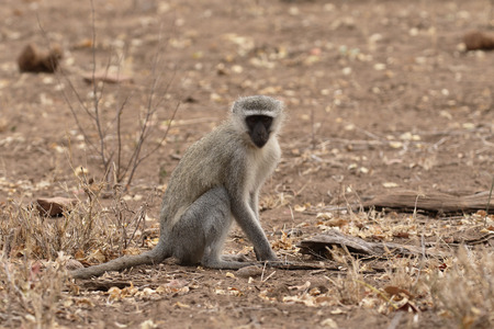 Vervet monkey, Chlorocebus pygerythrus, single mammal, South Africaの写真素材