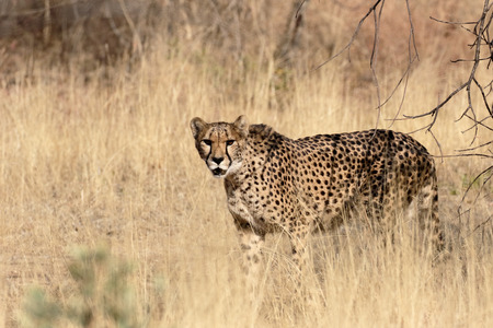 Cheetah, Acinonyx jubatus, single mammal, South Africaの写真素材
