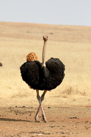 Ostrich, Struthio camelus, single male, South Africaの写真素材