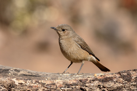 Common redstart, Phoenicurus phoenicurus,  single bird on branch, South Africa