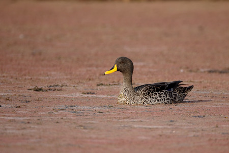 Yellow-billed duck, Anas undulata, single bird on water, South Africaの写真素材