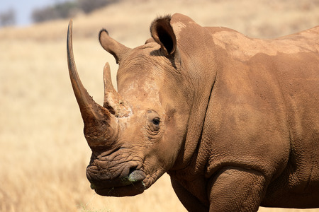 White rhinoceros, Diceros simus, single mammal head shot, South Africaの写真素材