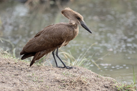 Hamerkop, Scopus umbretta,  single bird by water, South Africaの写真素材