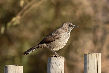 Arrow-marked babbler, Turdoides jardinei, single bird on post, South Africa