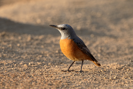 Short-toed rock-thrush, Monticola brevipes,  single bird on ground, South Africaの写真素材