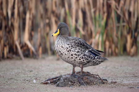 Yellow-billed duck, Anas undulata, single bird on water, South Africaの写真素材