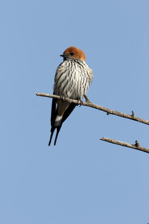 Lesser-striped swallow, Cecropis abyssinica, single bird on branch, South Africaの写真素材