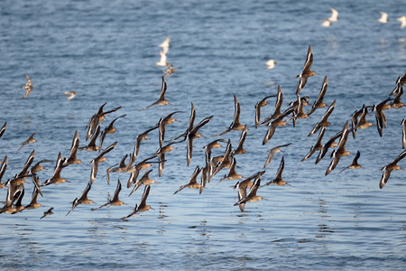 Black-tailed godwit, Limosa limosa, Group of birds in flight, South Uist, Hebrides, September 2015の写真素材