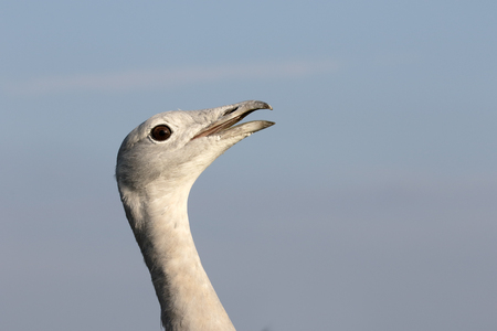 Great bustard, Otis tarda, single bird head shot, Wiltshire, October 2015の写真素材