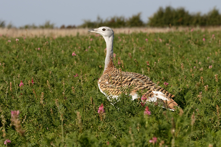 Great bustard, Otis tarda, single bird, Wiltshire, October 2015の写真素材