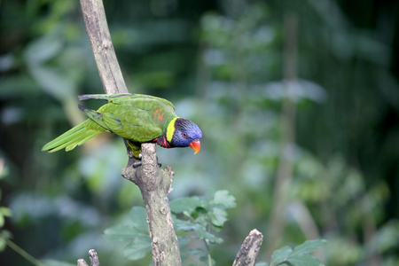 Rainbow lorikeet or lory, Trichoglossus haematodus, single bird on branch, captive, January 2016