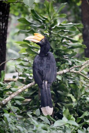 Rhinoceros hornbill, Buceros rhinoceros, single bird on branch, Sumatra, January 2016の写真素材