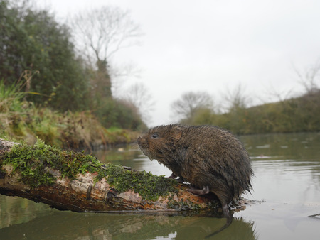 Water vole, Arvicola amphibius, single mammal by water, Warwickshire, December 2015の写真素材
