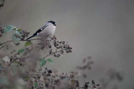 Bullfinch, Pyrrhula pyrrhula, single female on branch, Warwickshire, January 2016の写真素材
