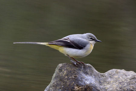 Grey wagtail, Motacilla cinerea, single female by water, Warwickshire, April 2016の写真素材