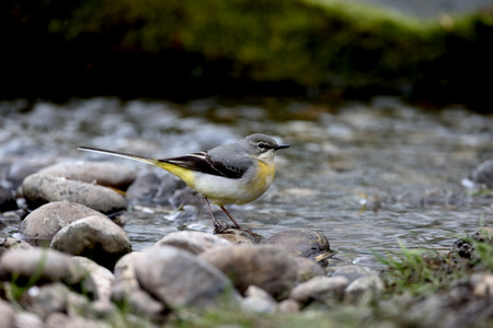 Grey wagtail, Motacilla cinerea, single female by water, Warwickshire, April 2016の写真素材