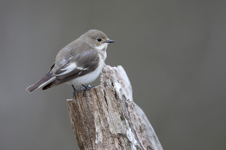 Pied flycatcher, Ficedula hypoleuca, single female on branch, Powyes, wales, April 2016の写真素材