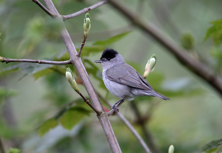 Blackcap, Sylvia atricapilla, single male with nest material, Warwickshire, May 2016の写真素材