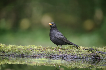 Blackbird, Turdus merula, single male by water, Hungary, May 2016の写真素材