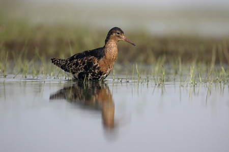 Ruff, Philomachus pugnax, single male in water, Hungary, May  2016