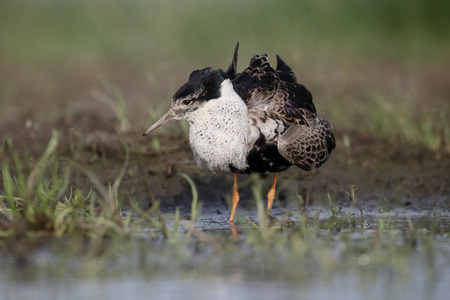 Ruff, Philomachus pugnax, single male in water, Hungary, May  2016