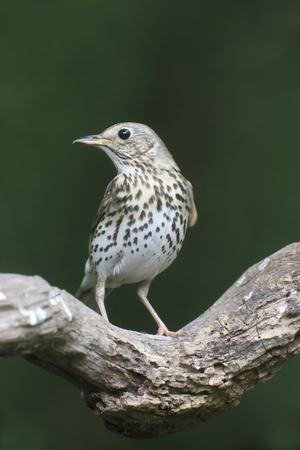 Song thrush, Turdus philomelos, single bird on branch, Hungary, May 2016の写真素材
