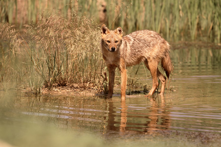 European jackal, Canis aureus moreoticus, Single mammal in water, Romania, June 2016