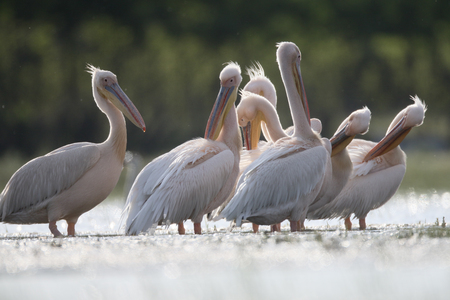 Great white-pelican, Pelecanus onocrotalus, Group in water, Romania, June 2016の写真素材