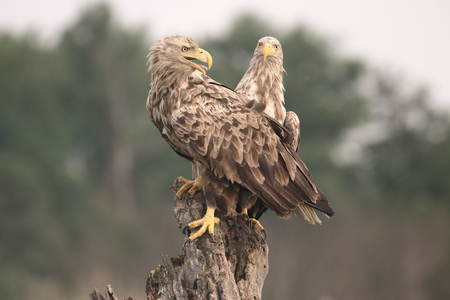 White-tailed sea-eagle, Haliaeetus albicilla, Two birds on tree, Romania, June 2016の写真素材