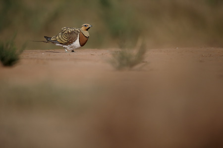 Pin-tailed sandgrouse, Pterocles alchata, Single male on ground, Spain, July 2016の写真素材