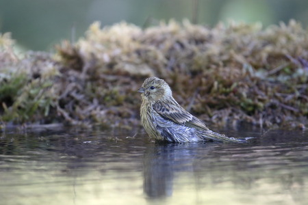 Citril finch, Serinus citrinella, Single bird by water, Spain, July 2016の写真素材