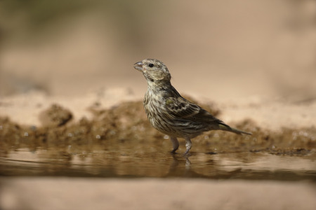 Serin, Serinus serinus, Single female by water, Spain, July 2016の写真素材