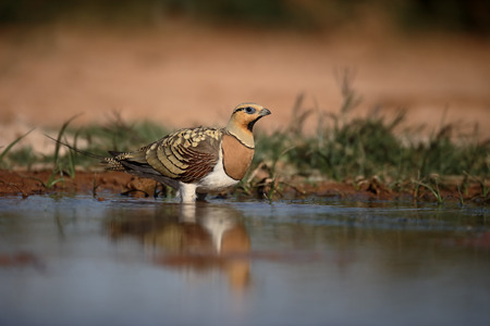 Pin-tailed sandgrouse, Pterocles alchata, Single male by water, Spain, July 2016の写真素材