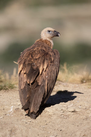 Griffon vulture, Gyps fulvus, single bird on ground, Spain, July 2016の写真素材