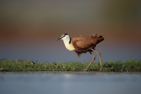 African jacana, Actophilornis africanus, single by water, South Africa