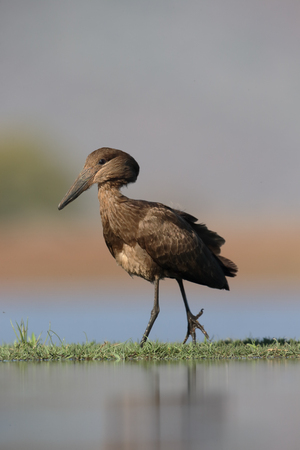 Hammerkop or hamerkop or hamerhead, Scopus umbretta, single bird in water, South Africaの写真素材