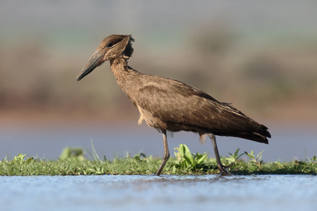 Hammerkop or hamerkop or hamerhead, Scopus umbretta, single bird in water, South Africaの写真素材