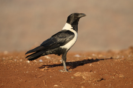 Pied crow, Corvus albus, single bird on ground, South Africaの写真素材