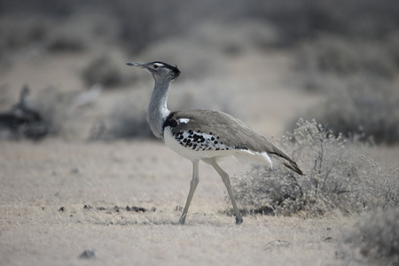 Kori bustard, Ardeotis kori. single bird, South Africaの写真素材