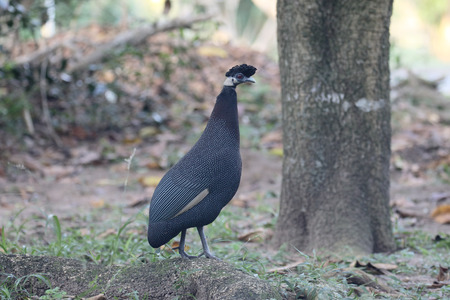 Crested guineafowl, Guttera pucherani, single bird, South Africaの写真素材