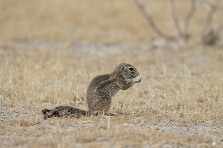 Cape ground-squirrel, Xerus inauris, Single mammal on floor, South Africaの写真素材