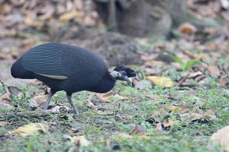 Crested guineafowl, Guttera pucherani, single bird, South Africaの写真素材