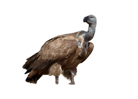 Cape vulture, Gyps coprotheres, single bird on ground, South Africaの写真素材