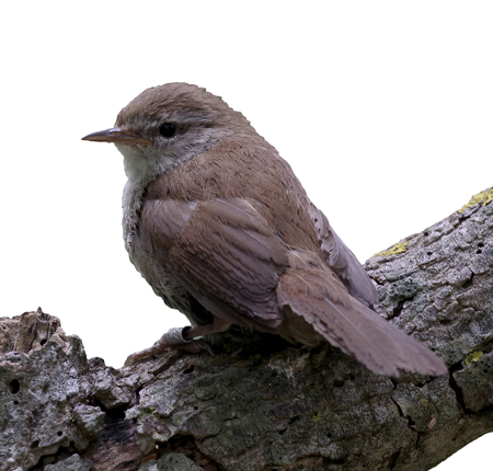 Cettis warbler, Cettia cetti, single bird on branch,  Majorcaの写真素材