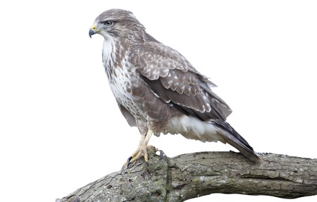 Common buzzard, Buteo buteo, single bird on branch with pheasant, Warwickshire