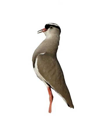 Crowned plover, Vanellus coronatus, single bird on ground, South Africaの写真素材