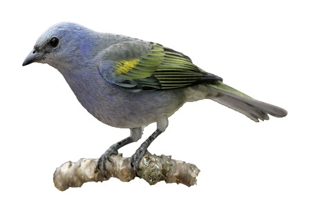 Golden-chevroned tanager, Thraupis ornata, single bird on branch, Brazilの写真素材